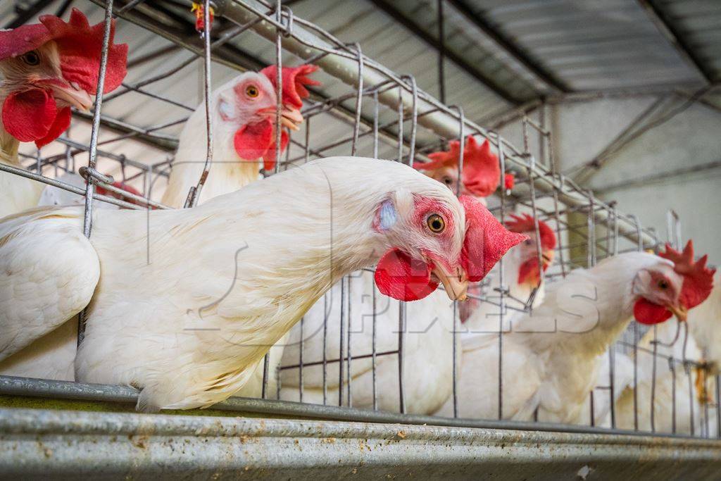 Close up view of layer hen or chicken reaching through the bars of battery cages on a poultry layer farm or egg farm in rural Maharashtra, India, 2021