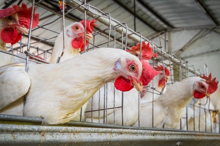 Close up view of layer hen or chicken reaching through the bars of battery cages on a poultry layer farm or egg farm in rural Maharashtra, India, 2021