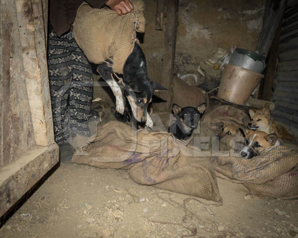 Indian dogs tied up in sacks at a dog meat market in Nagaland, India, 2018