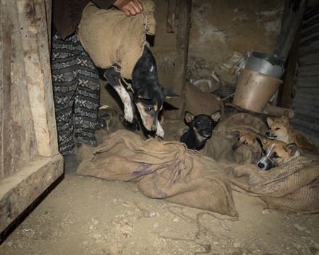 Indian dogs tied up in sacks at a dog meat market in Nagaland, India, 2018