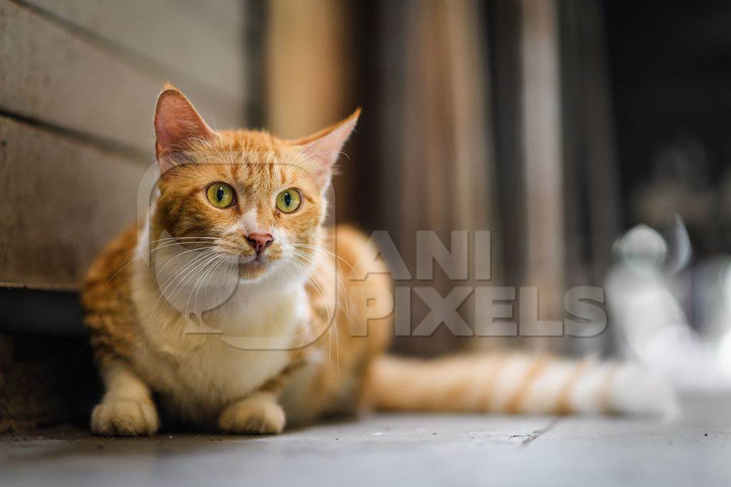 Indian ginger stray cat or street cat, in lane in the city of Pune, Maharashtra, India, 2023