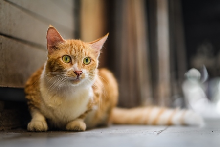 Indian ginger stray cat or street cat, in lane in the city of Pune, Maharashtra, India, 2023