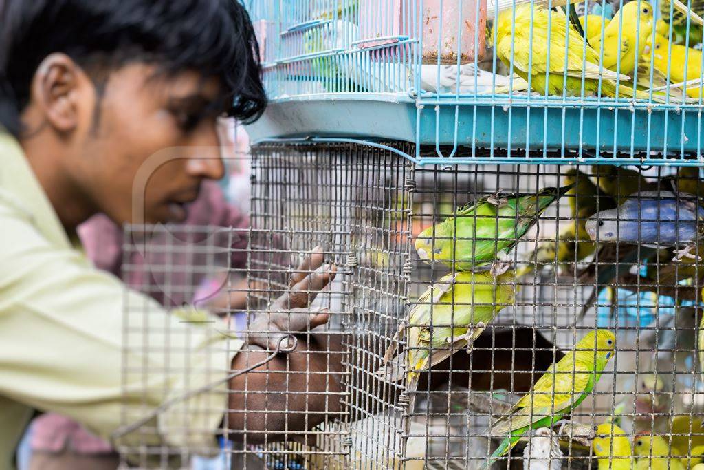 Man removing yellow and green cockatiel or budgerigar from cage at Crawford pet market