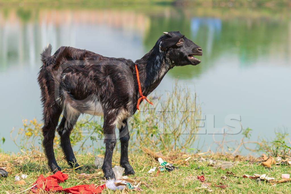 Indian goats on a rural farm in Bihar in India