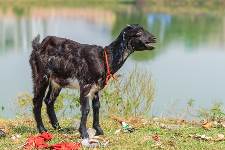 Indian goats on a rural farm in Bihar in India