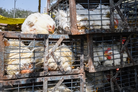 Indian broiler chicken sitting on top of cages packed with other chickens at Ghazipur murga mandi, Ghazipur, Delhi, India, 2022