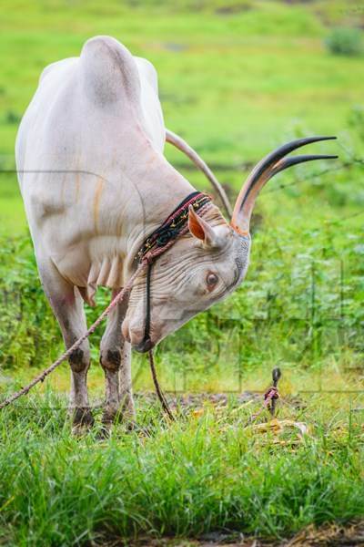 Working bullock tied up with nose ropes in green field likely Khillari breed of cattle