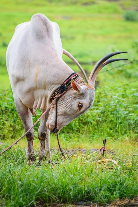 Working bullock tied up with nose ropes in green field likely Khillari breed of cattle