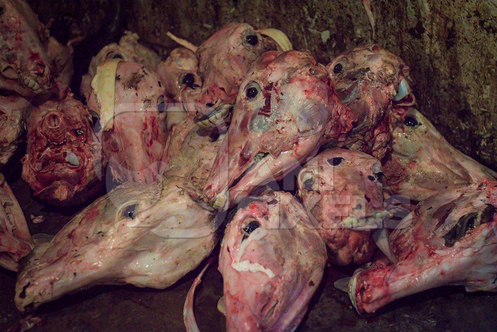 Head of skinned buffalo at Crawford meat market in Mumbai