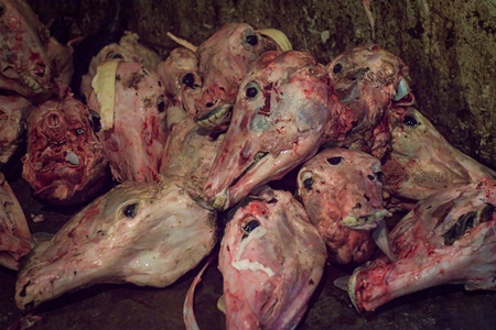 Head of skinned buffalo at Crawford meat market in Mumbai