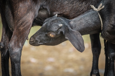 Two black goats mother and baby goat in a village in rural Bihar