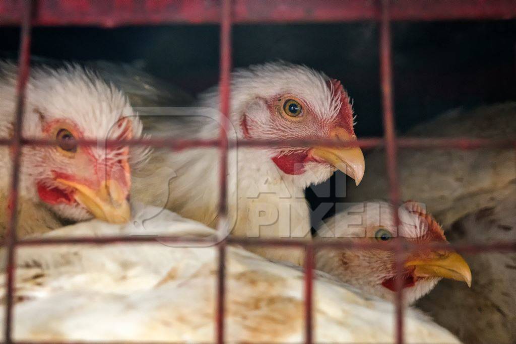 Broiler chickens packed into a cage at a chicken shop