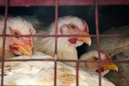 Broiler chickens packed into a cage at a chicken shop