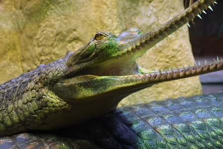 Green gharial  with mouth open