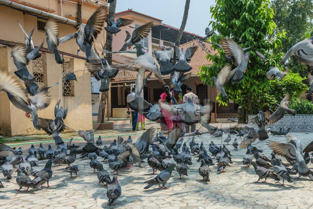 Flock of grey urban pigeons with some birds flying eating seeds in a courtyard of a temple