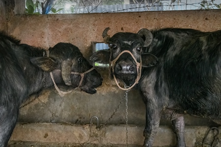 Two farmed Indian buffaloes chained up on an urban dairy farm or tabela, Aarey milk colony, Mumbai, India, 2023