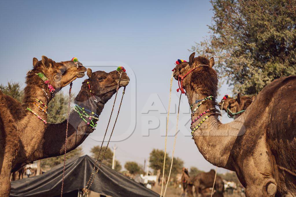 Indian camels at Nagaur Cattle Fair, Nagaur, Rajasthan, India, 2022