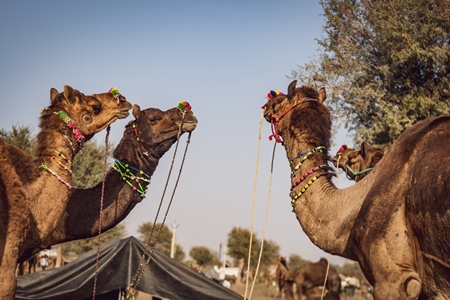 Indian camels at Nagaur Cattle Fair, Nagaur, Rajasthan, India, 2022