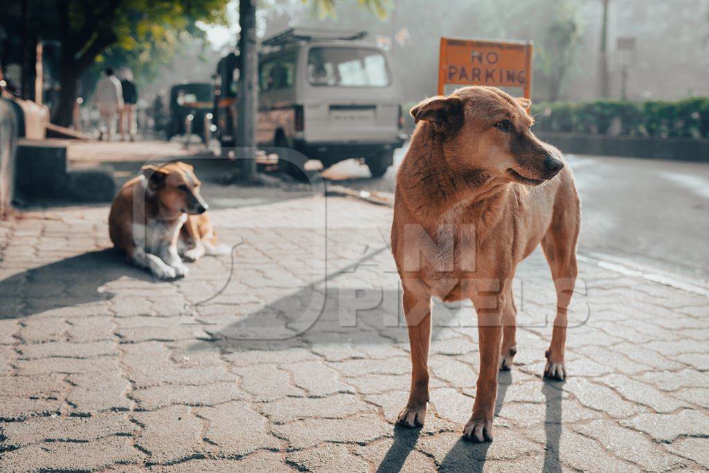 Indian street dogs or stray pariah dogs on the road in the city of Pune, Maharashtra, India, 2024