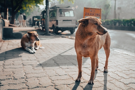 Indian street dogs or stray pariah dogs on the road in the city of Pune, Maharashtra, India, 2024
