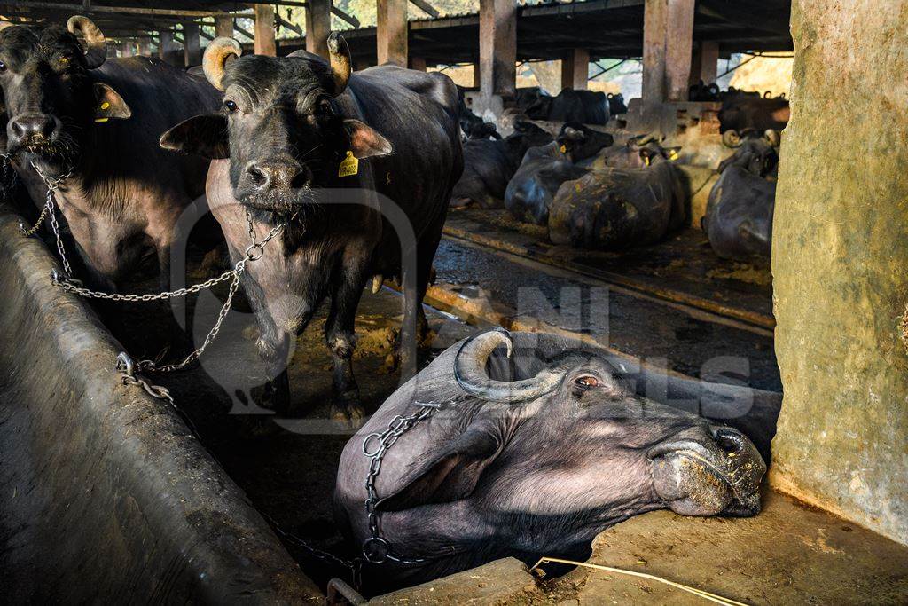 Sick or ill Indian buffalo chained up on an urban dairy farm or tabela, Aarey milk colony, Mumbai, India, 2023