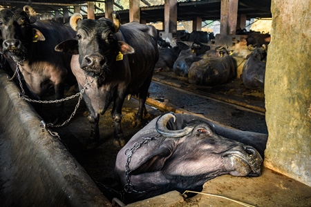 Sick or ill Indian buffalo chained up on an urban dairy farm or tabela, Aarey milk colony, Mumbai, India, 2023