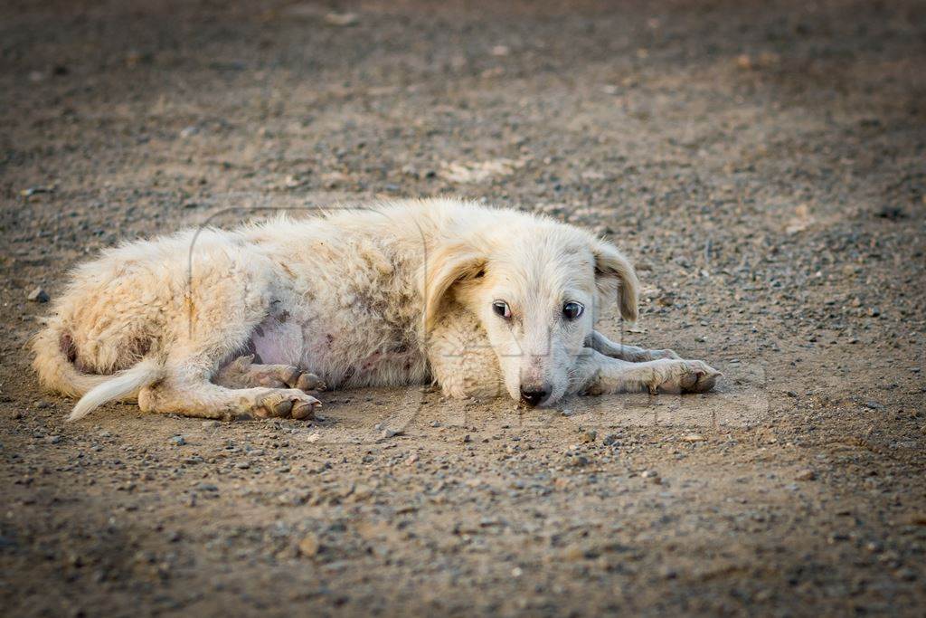 Small  white street puppy with grey background in the urban city of Pune