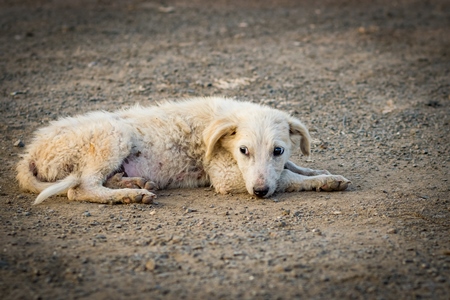 Small  white street puppy with grey background in the urban city of Pune