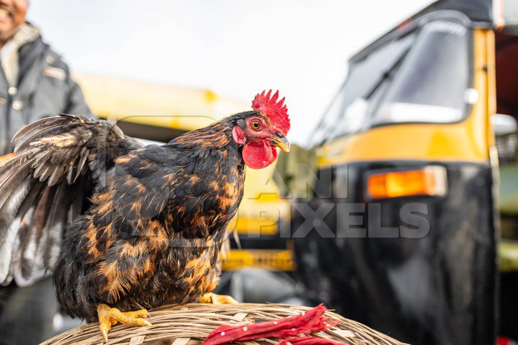 Indian chicken for sale at Wagholi bird market, Pune, Maharashtra, India, 2024