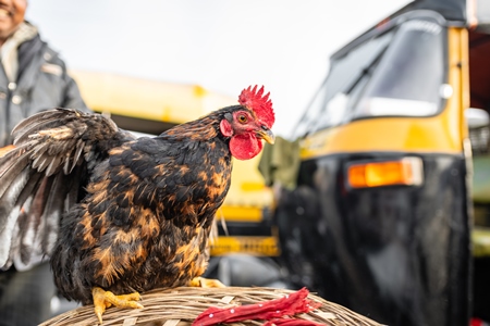 Indian chicken for sale at Wagholi bird market, Pune, Maharashtra, India, 2024