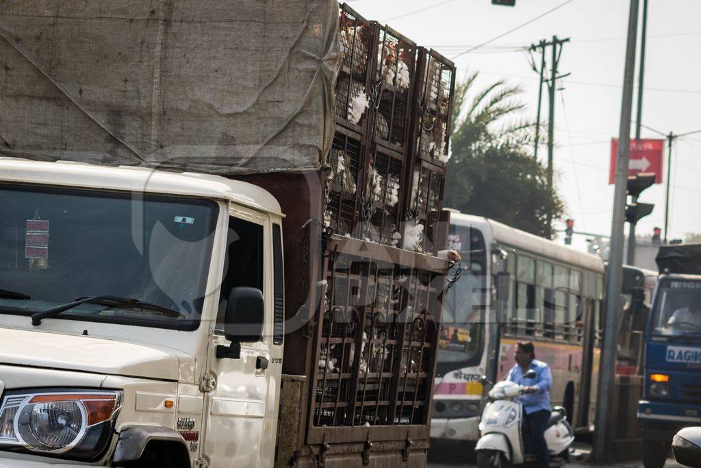 Broiler chickens packed onto at truck being transported to slaughter in an urban city