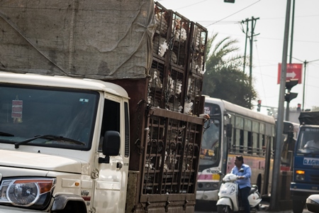 Broiler chickens packed onto at truck being transported to slaughter in an urban city