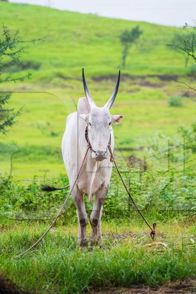 Working bullock tied up with nose ropes in green field likely Khillari breed of cattle