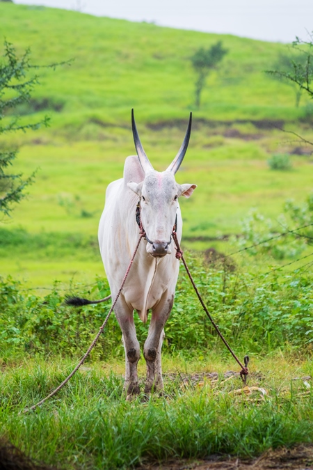 Working bullock tied up with nose ropes in green field likely Khillari breed of cattle