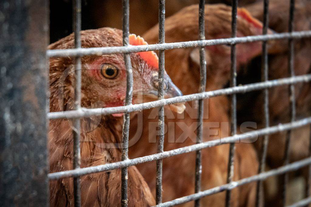 Debeaked hen or chicken looking through bars of cage at meat market