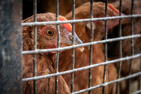 Debeaked hen or chicken looking through bars of cage at meat market