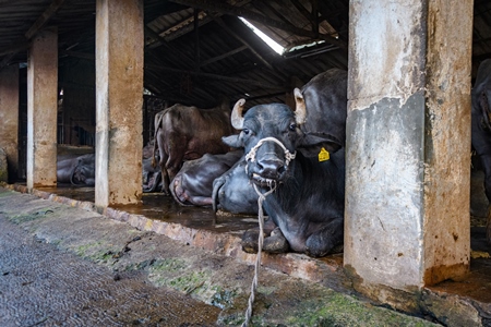 Farmed Indian buffaloes chained up in a line on an urban dairy farm or tabela, Aarey milk colony, Mumbai, India, 2023