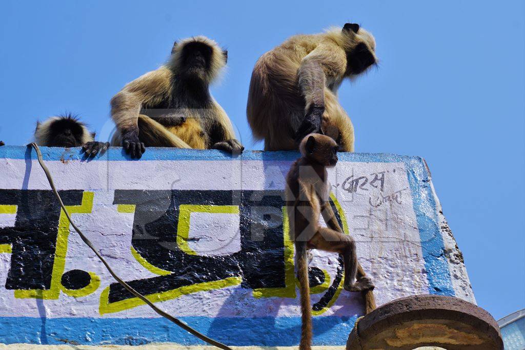 Troop of langurs sitting on top of wall