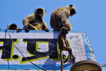 Troop of langurs sitting on top of wall