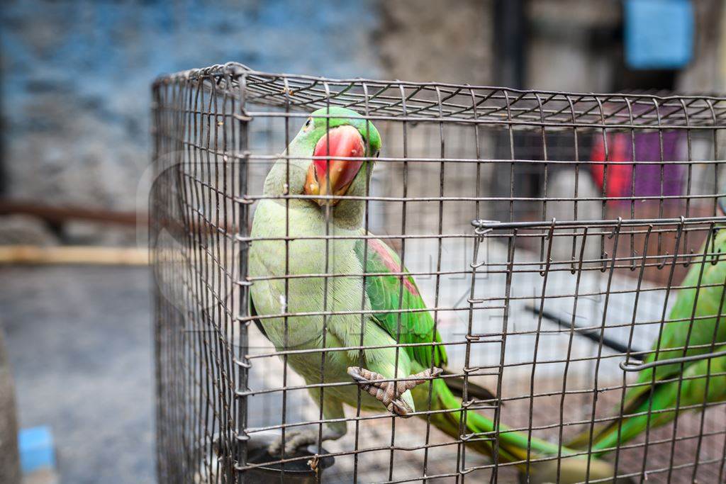 Green Indian Alexandrine parakeet bird held captive illegally in metal cage - see description below, Pune, Maharashtra, 2023