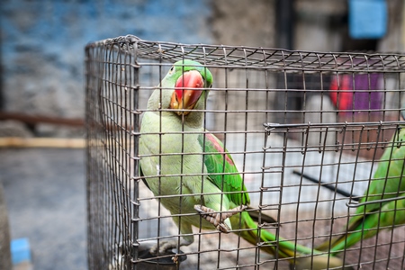 Green Indian Alexandrine parakeet bird held captive illegally in metal cage - see description below, Pune, Maharashtra, 2023