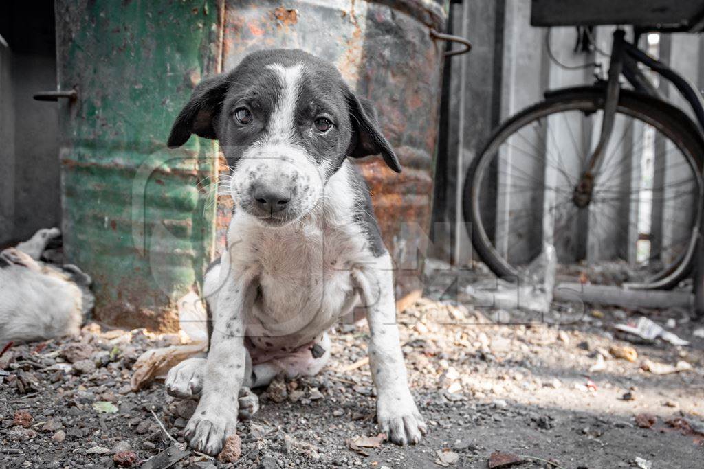 Small black and white street puppy on the ground in an urban city in India