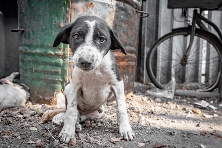Small black and white street puppy on the ground in an urban city in India