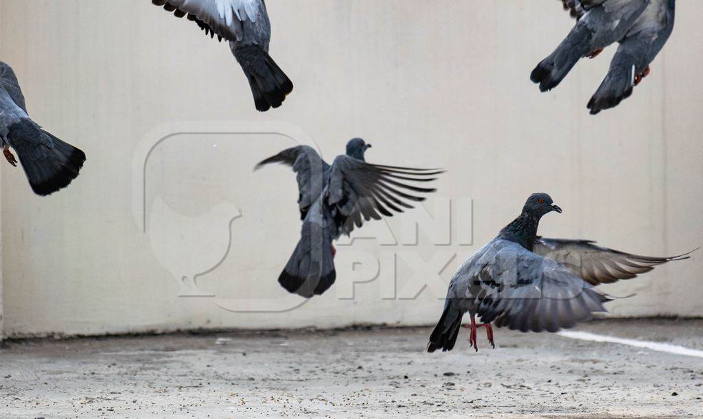 Flock of pigeons in flight an urban city