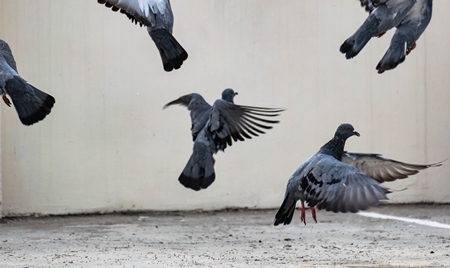 Flock of pigeons in flight an urban city