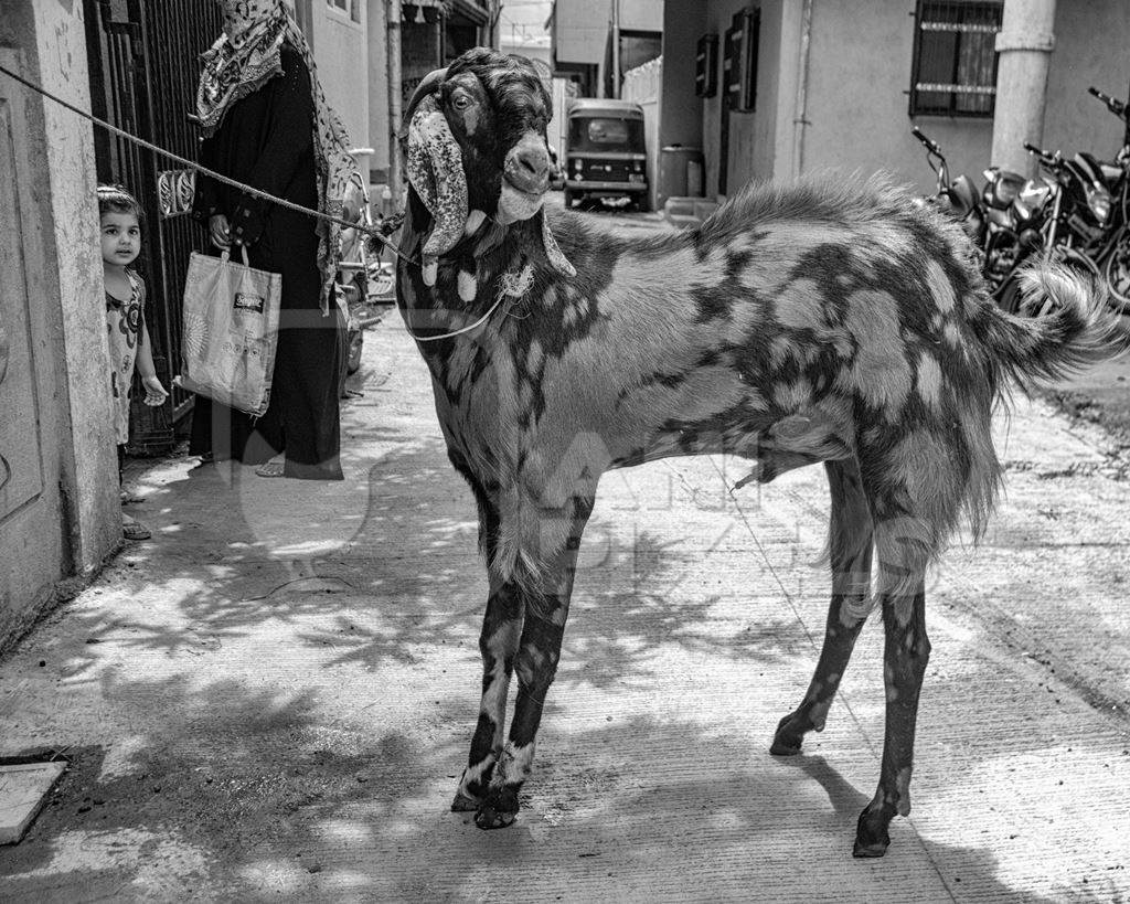 Goat bought for Eid religious sacrifice tied up in urban city street with girl watching in black and white