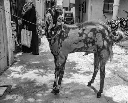 Goat bought for Eid religious sacrifice tied up in urban city street with girl watching in black and white