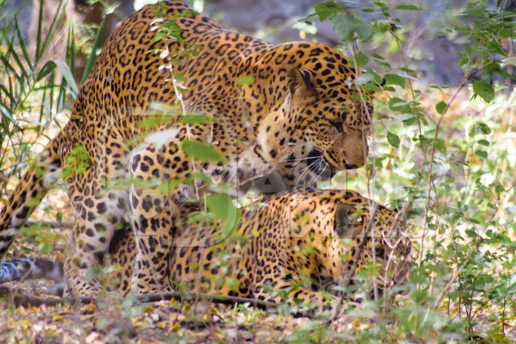 Leopards mating in captivity at Rajiv Gandhi Zoological Park zoo with large growth on side of face