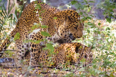 Leopards mating in captivity at Rajiv Gandhi Zoological Park zoo with large growth on side of face