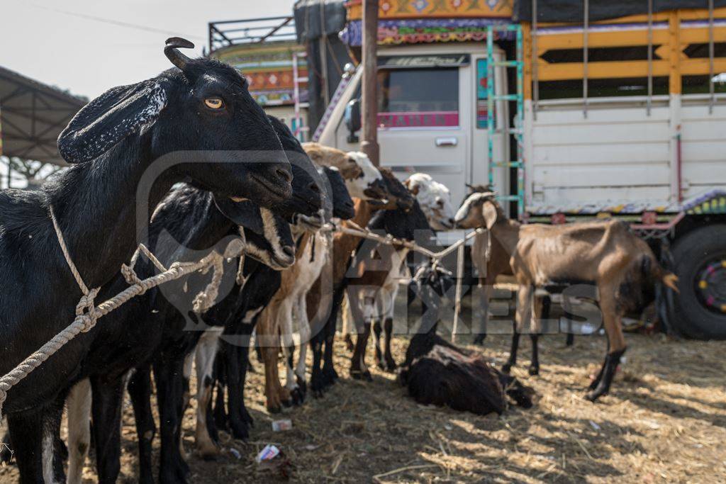 Many Indian goats tied upon a rope at Chakan Goat and Sheep market, Maharashtra, India, 2024